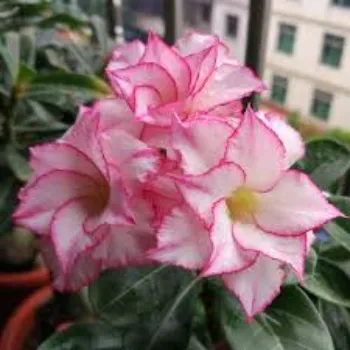 Pink Adenium Plant